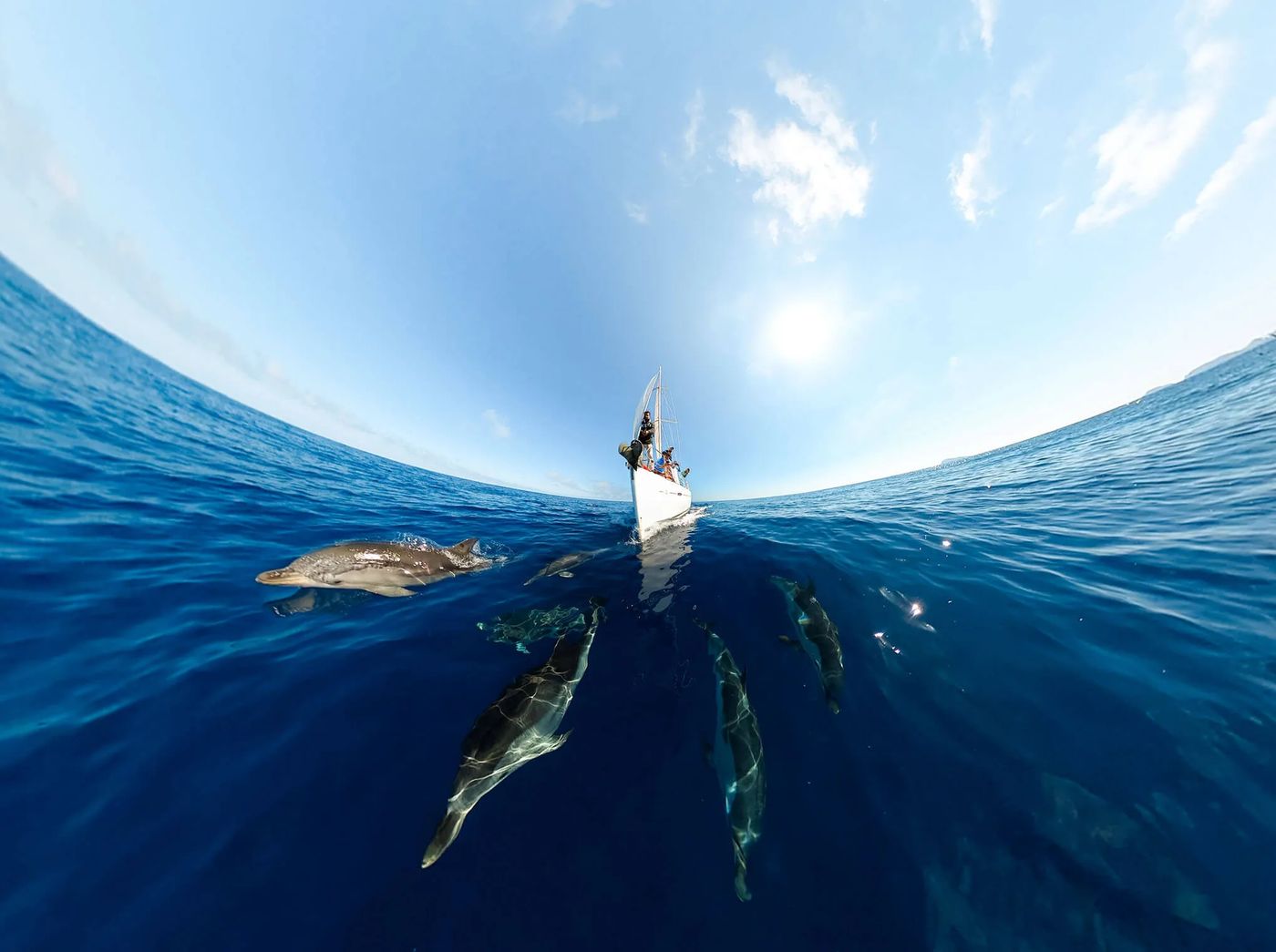 Dolphins swimming beside a sailing boat, filmed from the water with a 360 camera